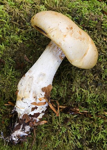 Cortinarius delibutus